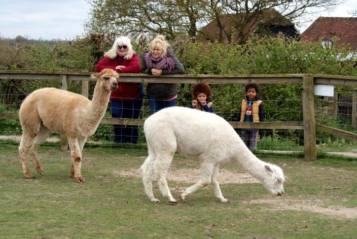 Lockey Farm Coffee Shop