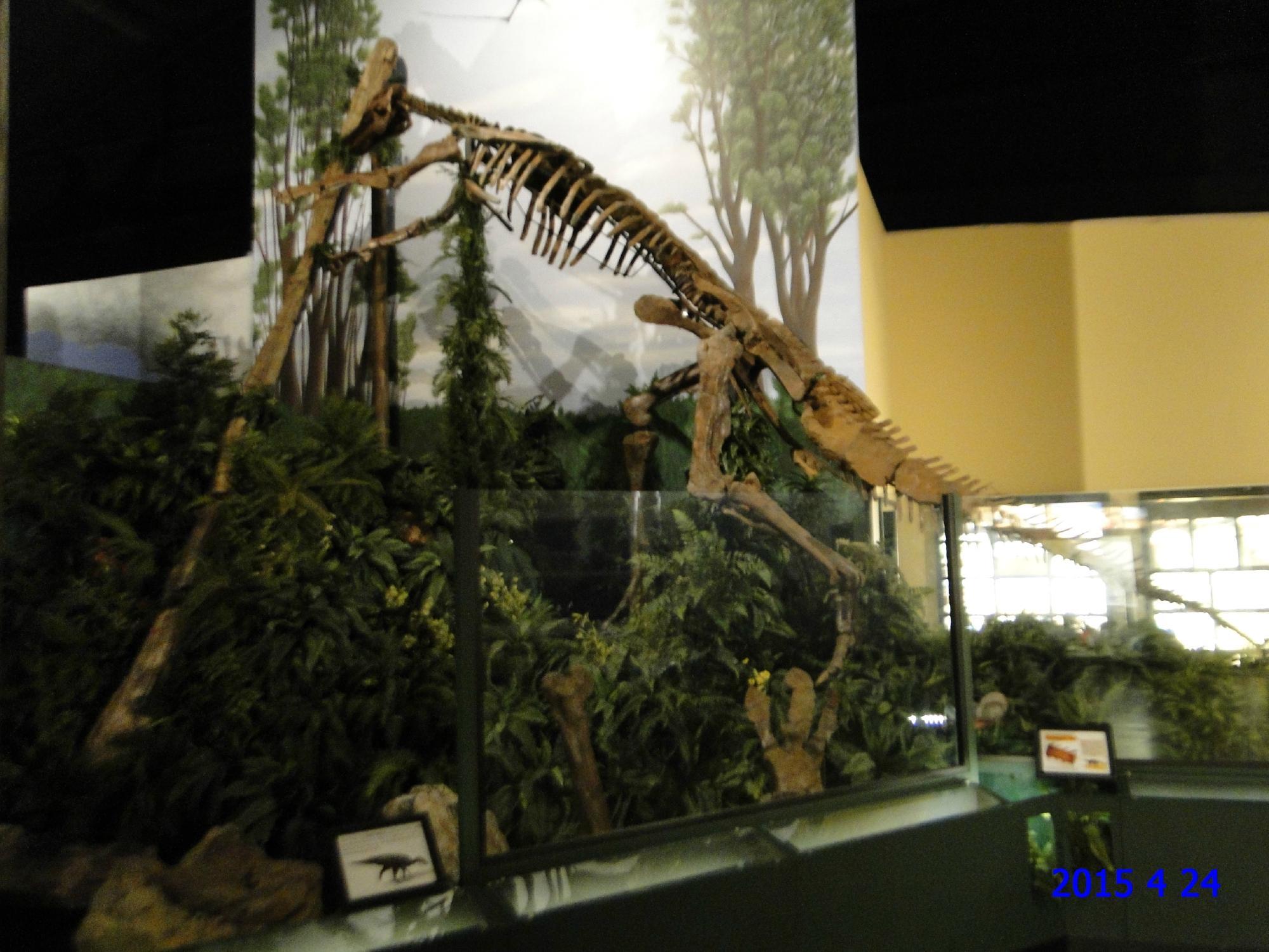 The Naranjo Museum of Natural History