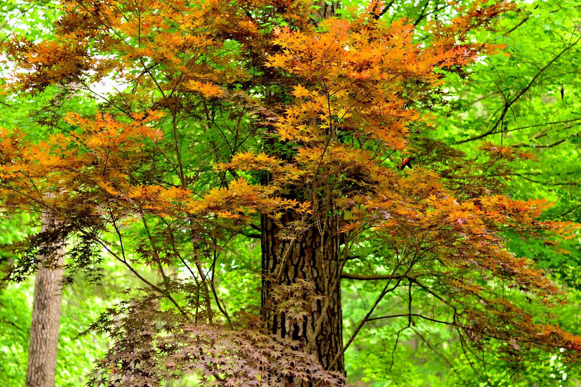Ruby M. Mize Azalea Garden