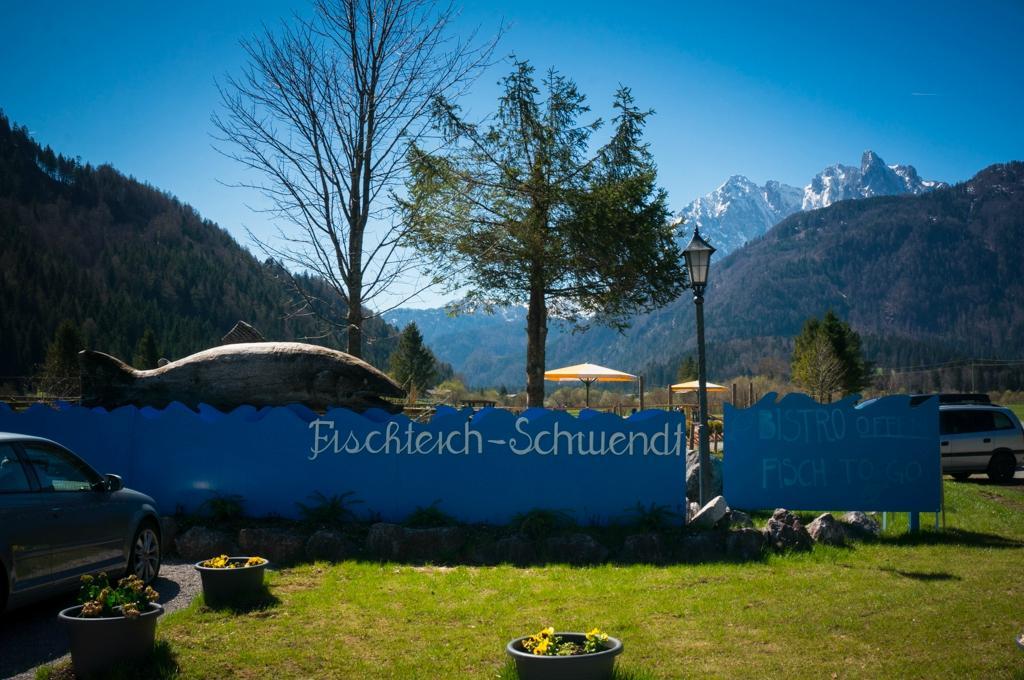 Quellfisch Fischteich Schwendt