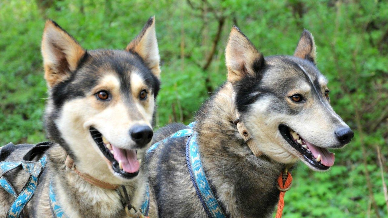 Dog sled tour Mátrafüred