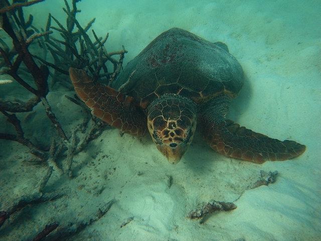 Bundaberg Aqua Scuba