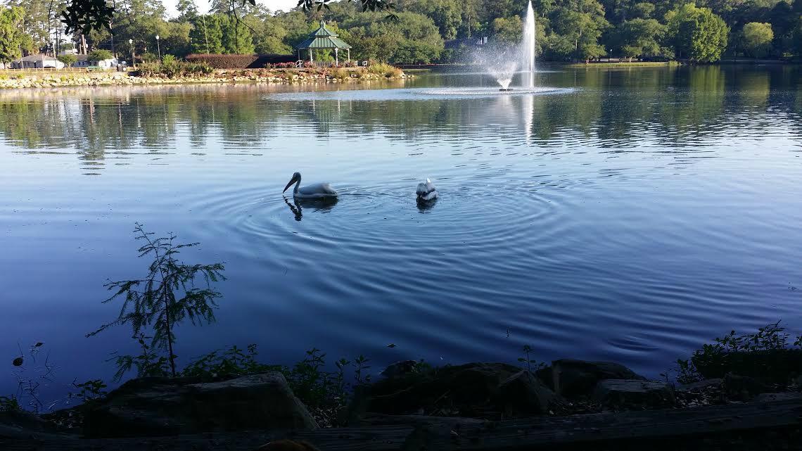 Lake Ella & Fred Drake Park