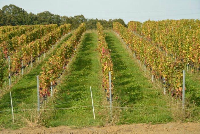 Heurigen-Restauran Poller