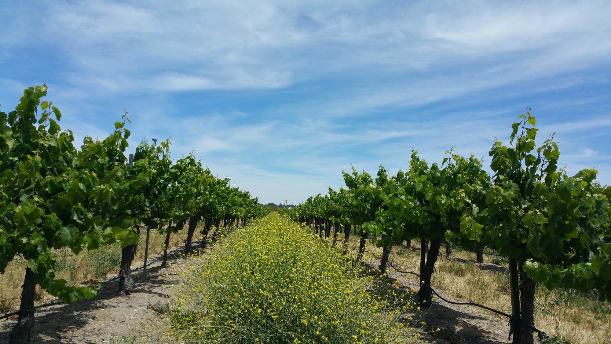 Steinbeck Vineyards & Winery