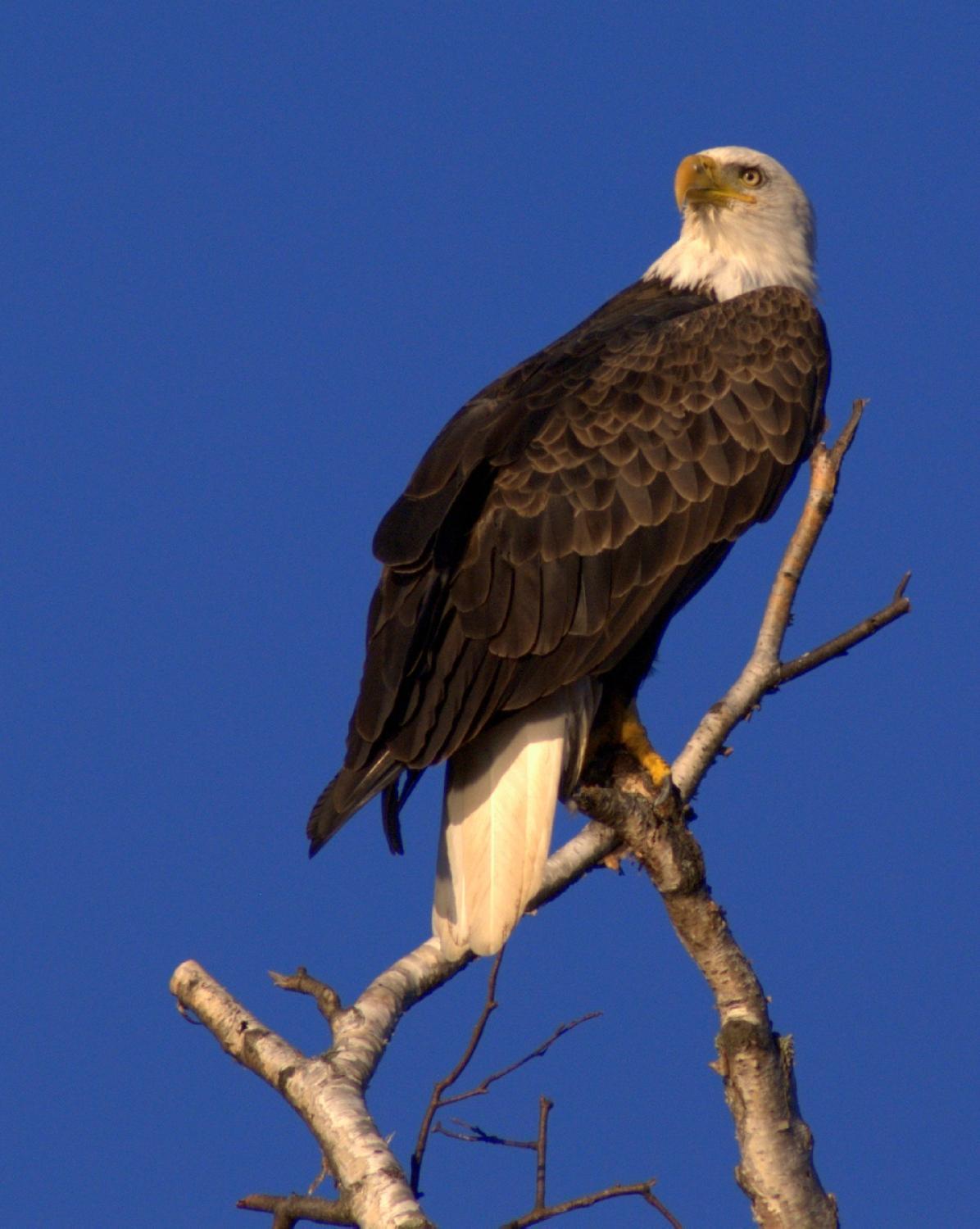 Minocqua Pontoon Cruises
