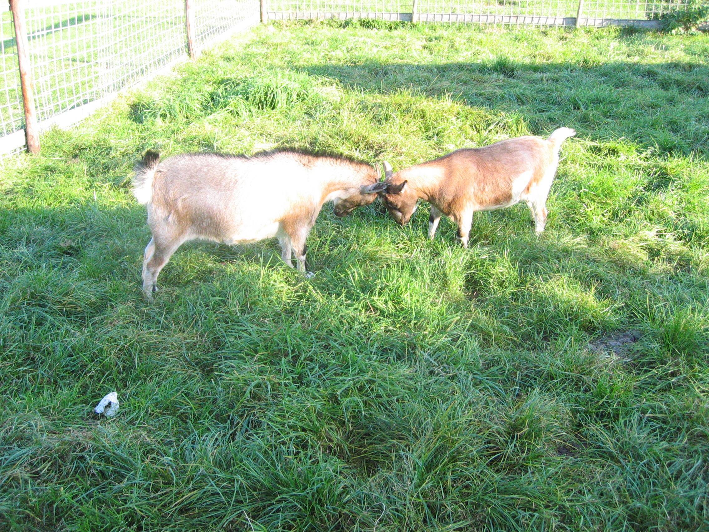 Obstparadies Kleinwort