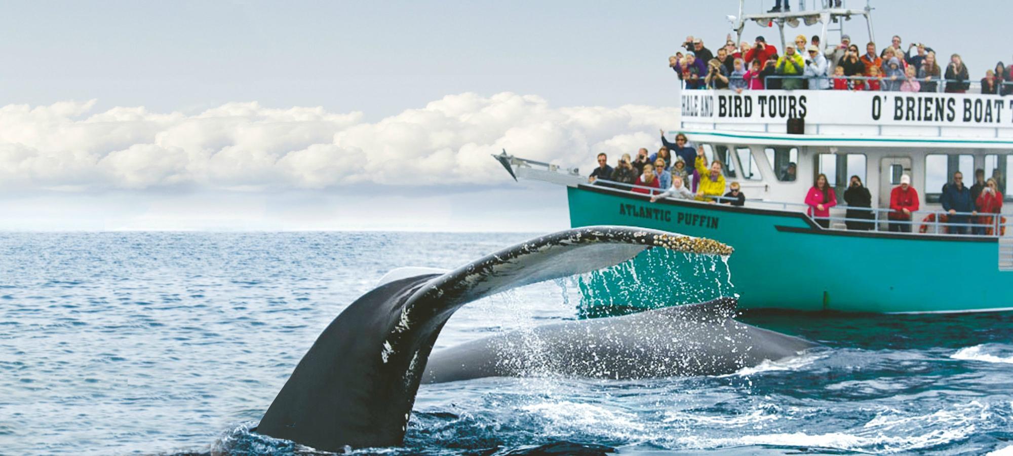 O'Brien's Whale and Bird Tours