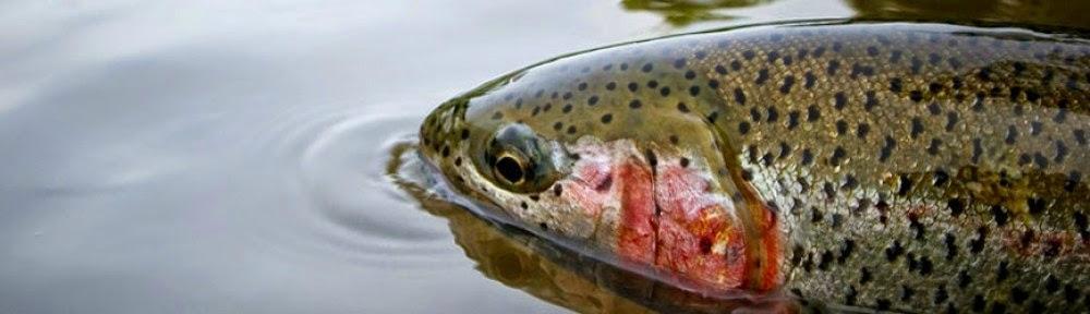 Sweetwater Fly Shop