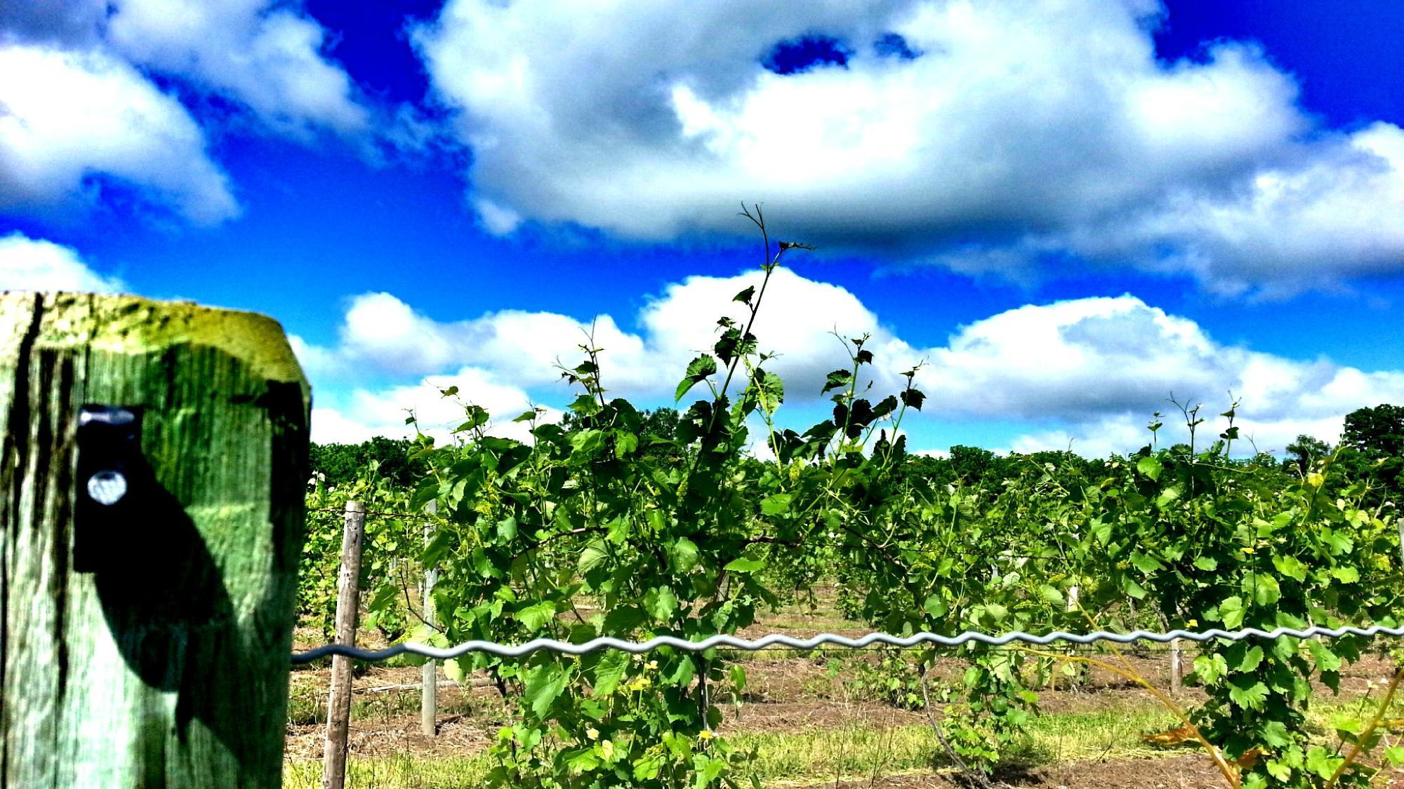 Cayuga Lake Wine Trail