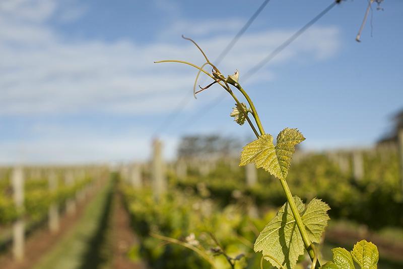 Frog Hollow Estate Wines