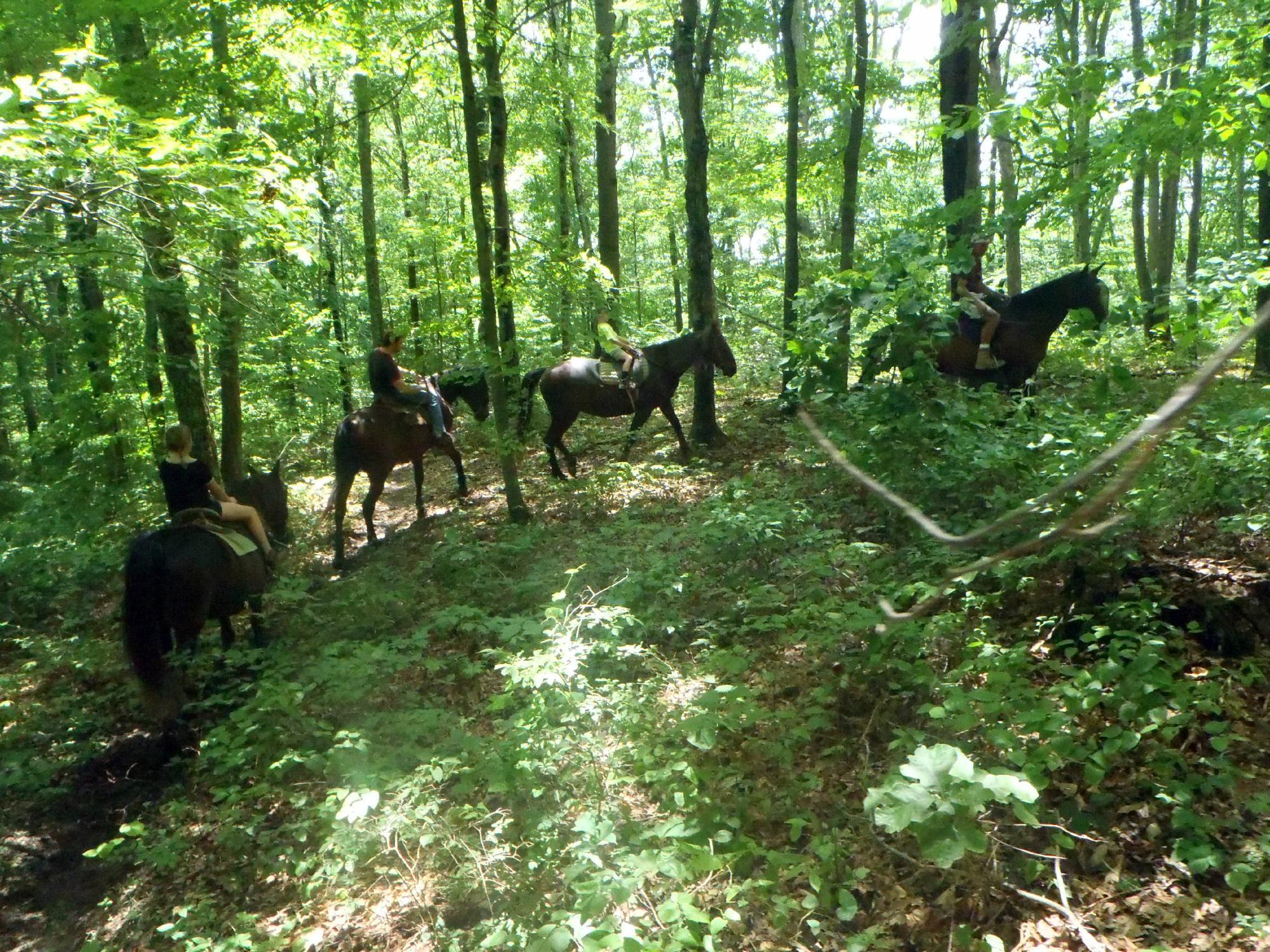 Equestrian Ridge Farm