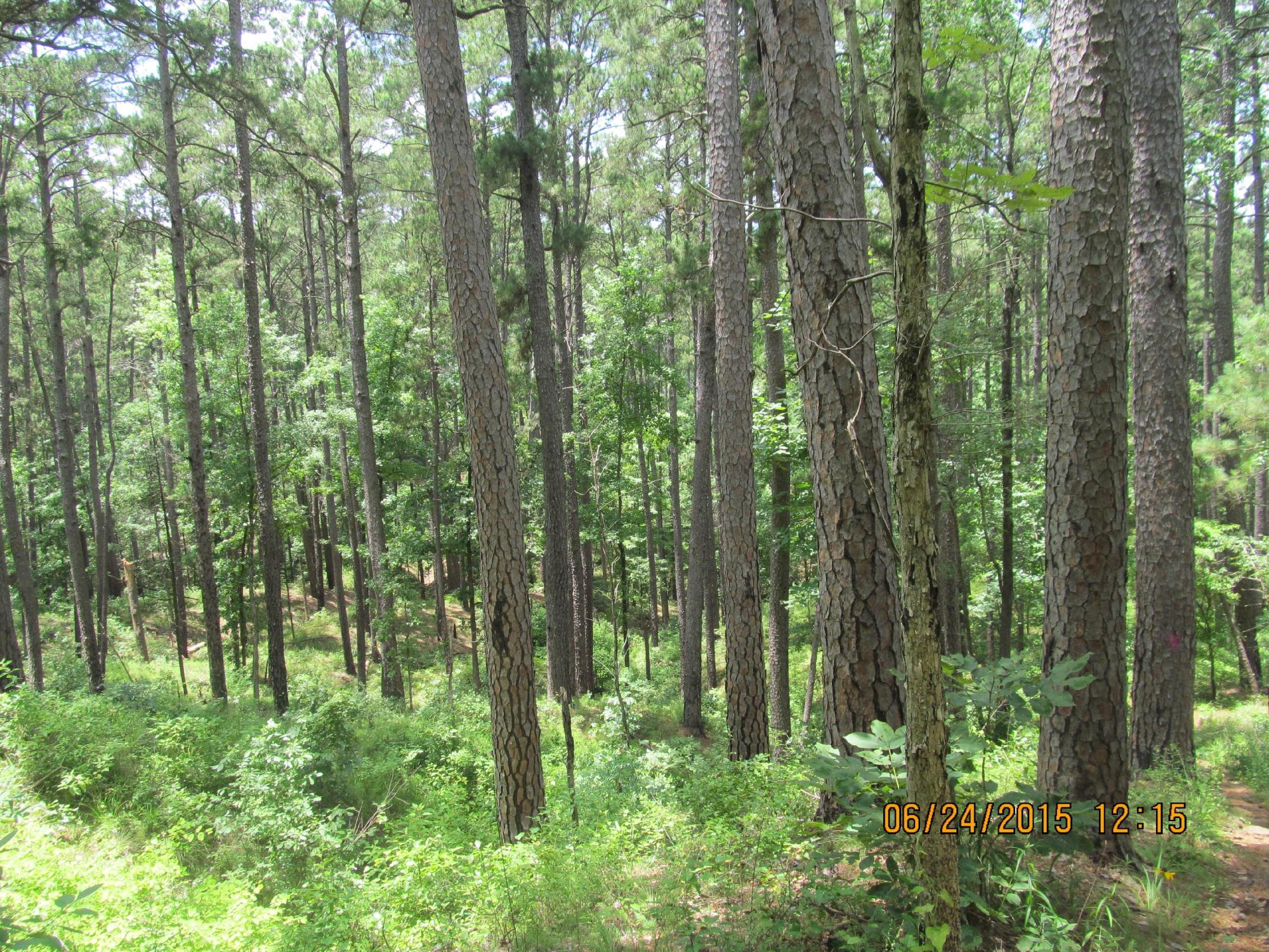 Mission Tejas State Park