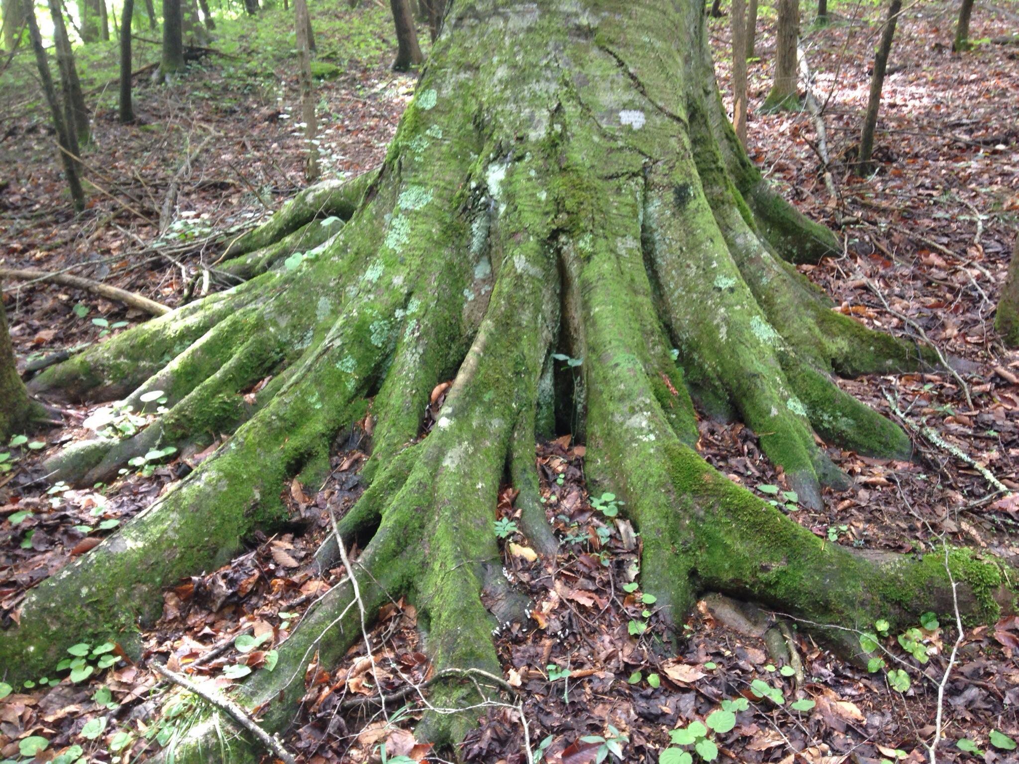 Lilley Cornett Woods Appalachian Ecological Research Station