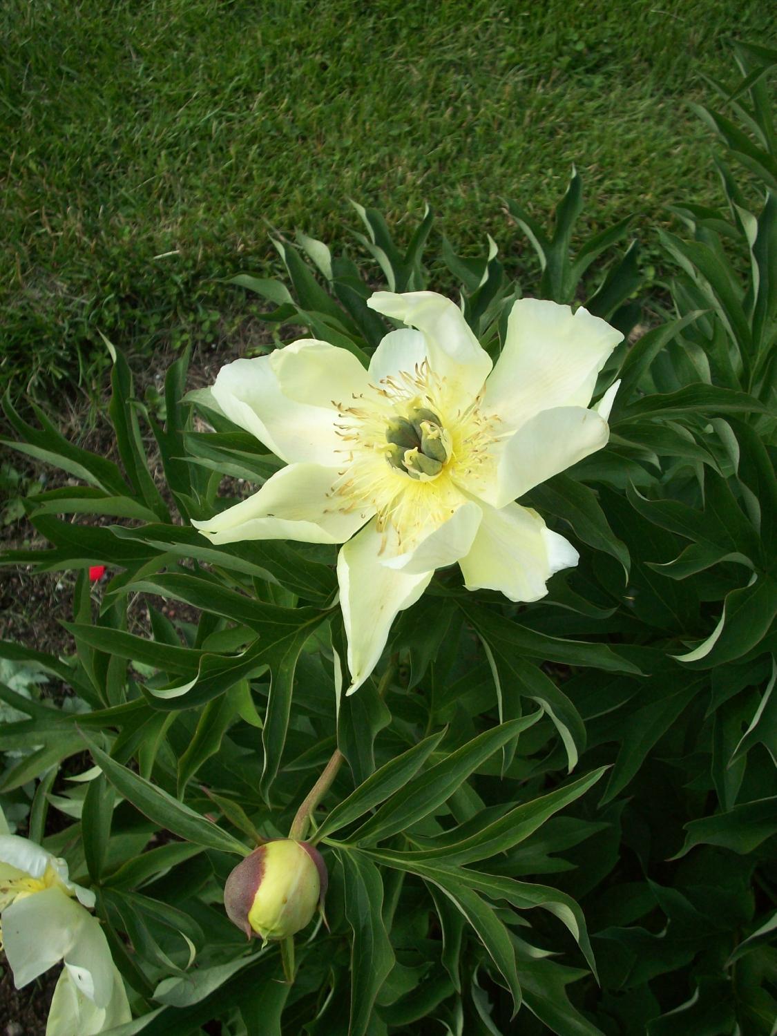 La Maison sous les Lilas