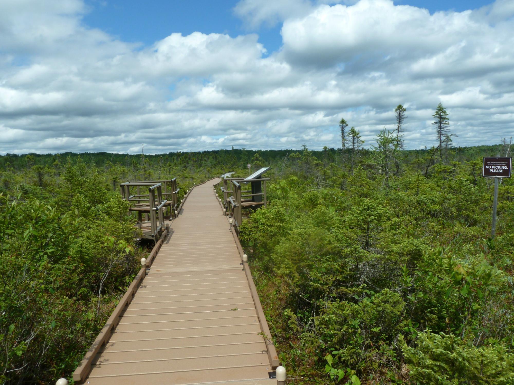 Orono Bog Boardwalk