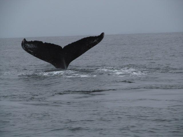 Lucky Chance Guide Service