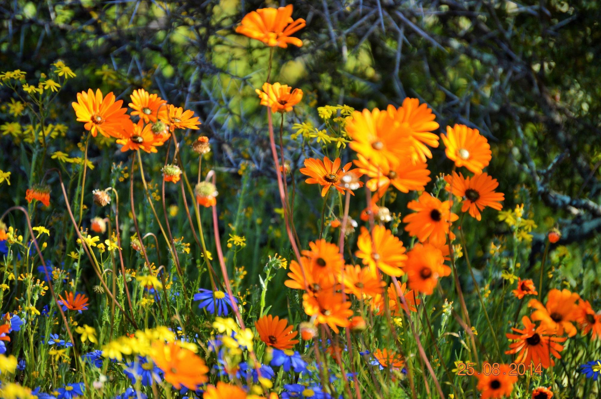 Springbok Park National Monument