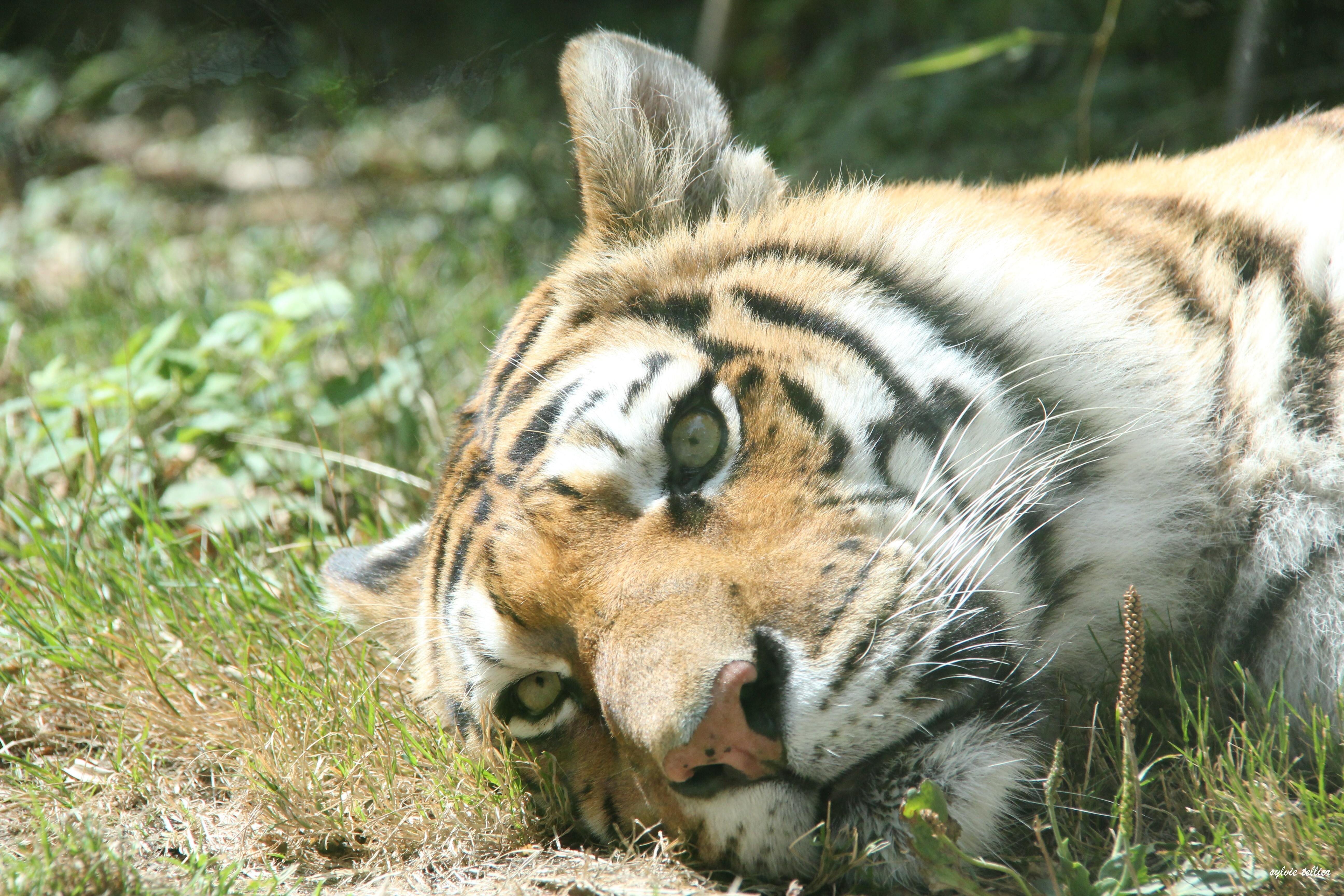 Lumigny Safari Reserve