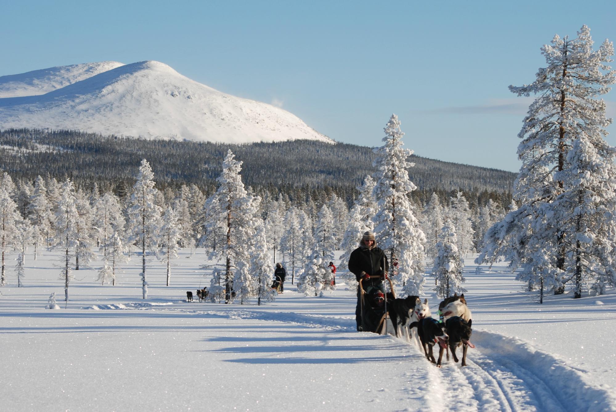 Mountain King's Sledehundkennel