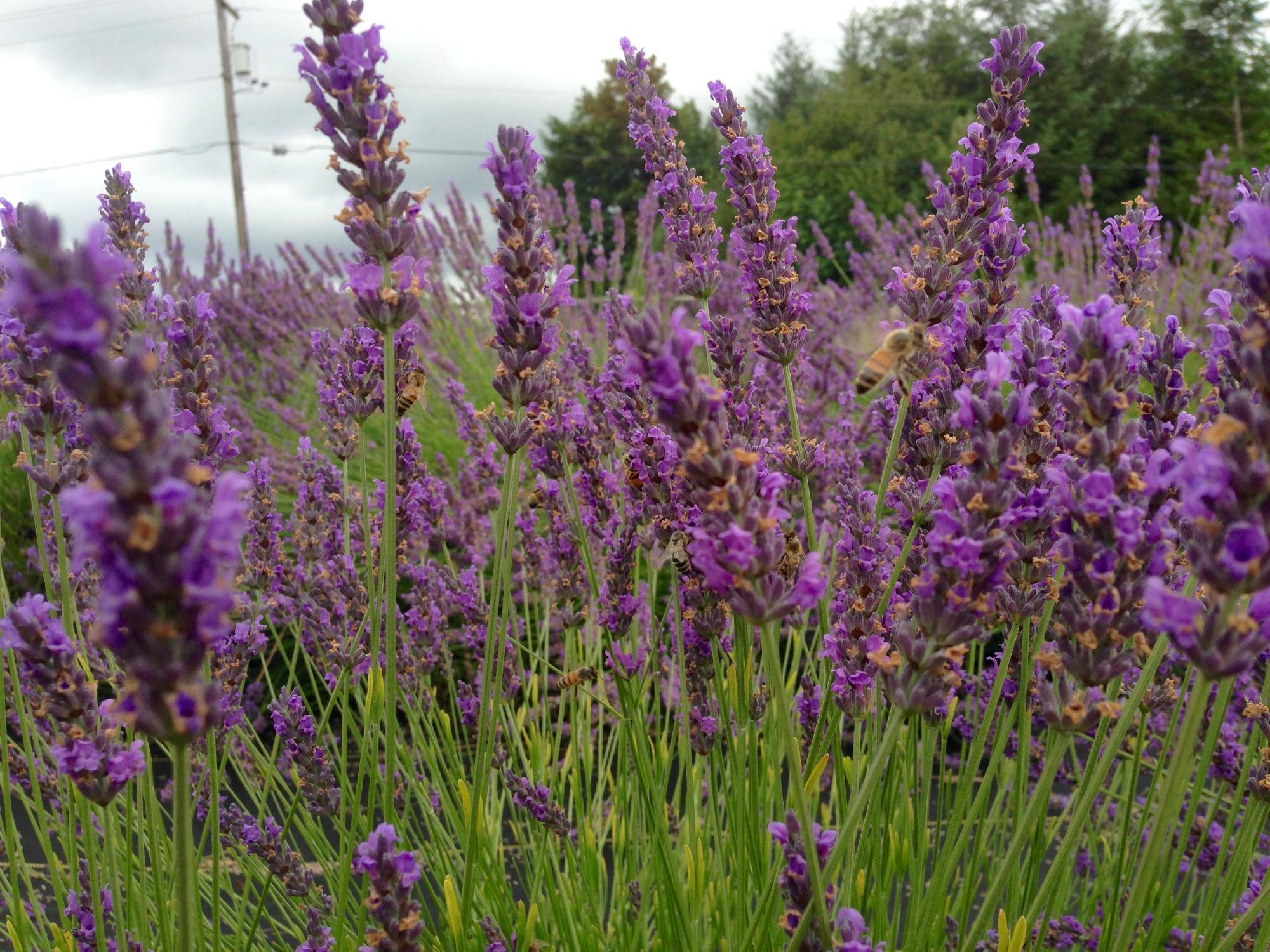Castle Rock Lavender