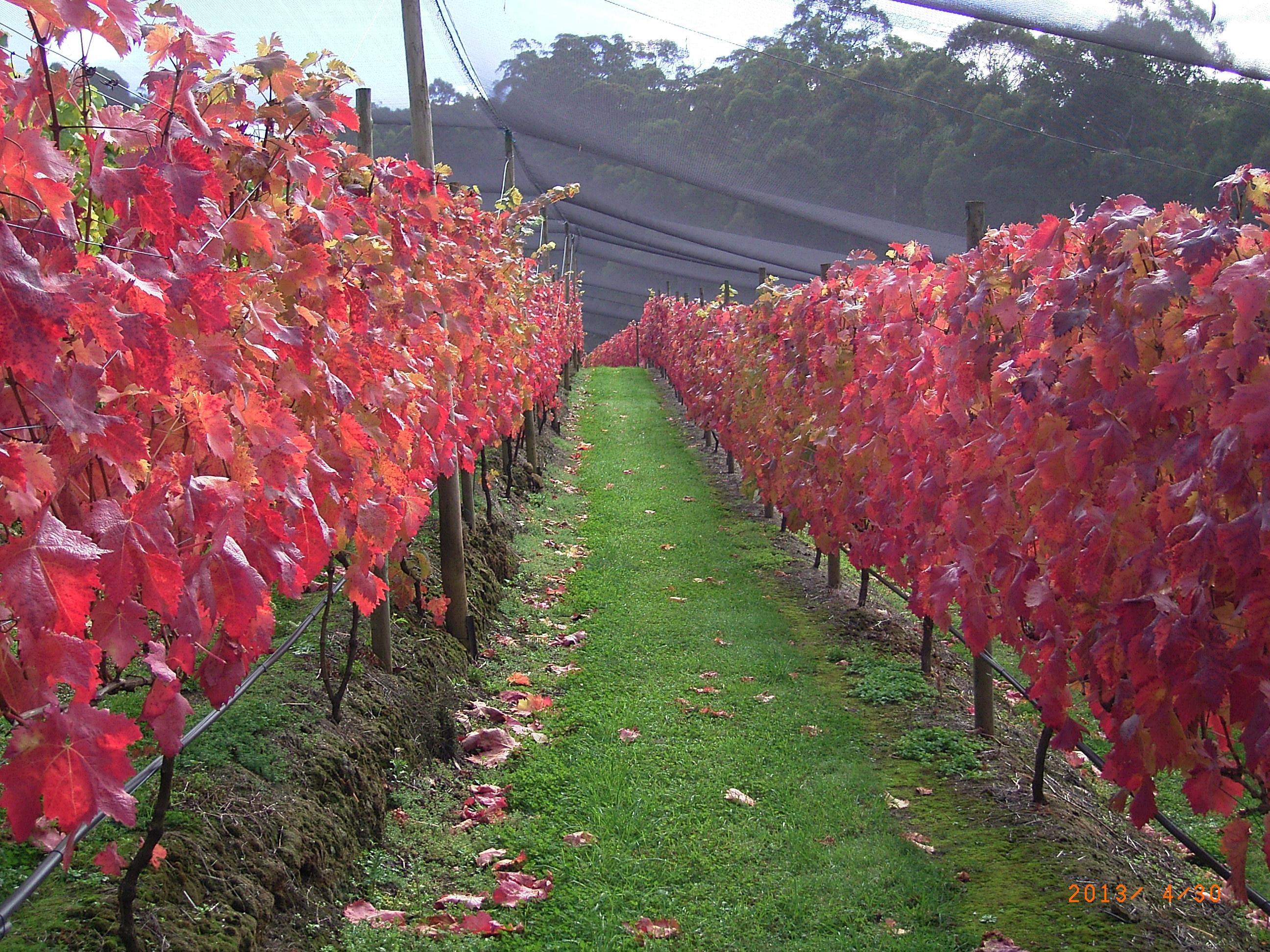 Motton Terraces Vineyard & Wines