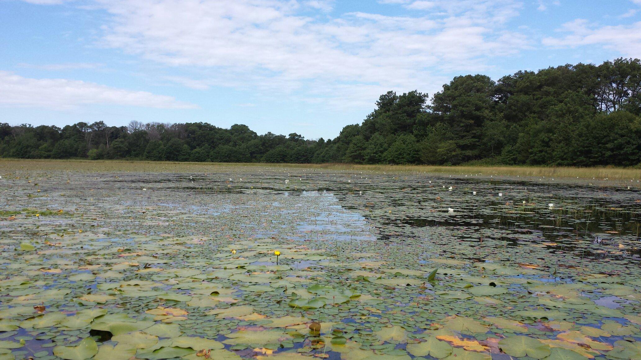 Sand Dunes State Forest