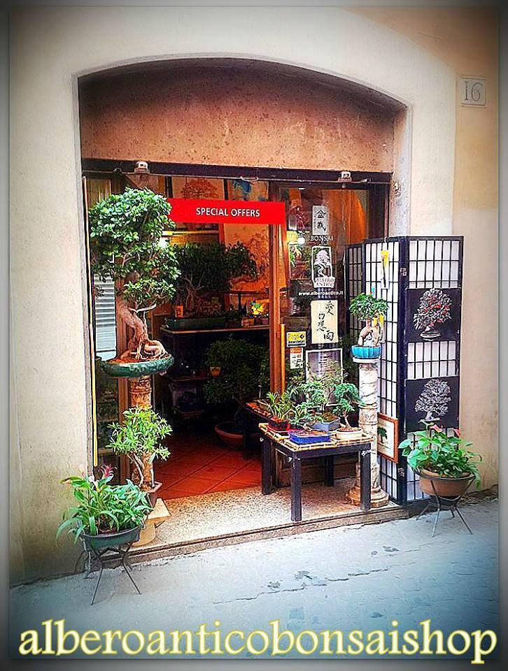 Albero Antico Bonsai
