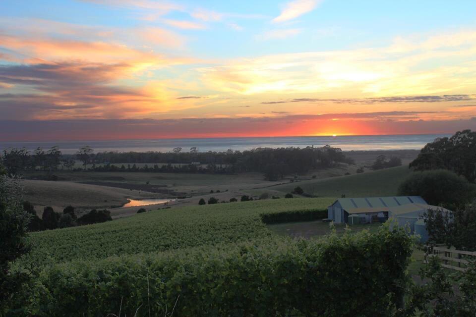 Cape Bernier Vineyard