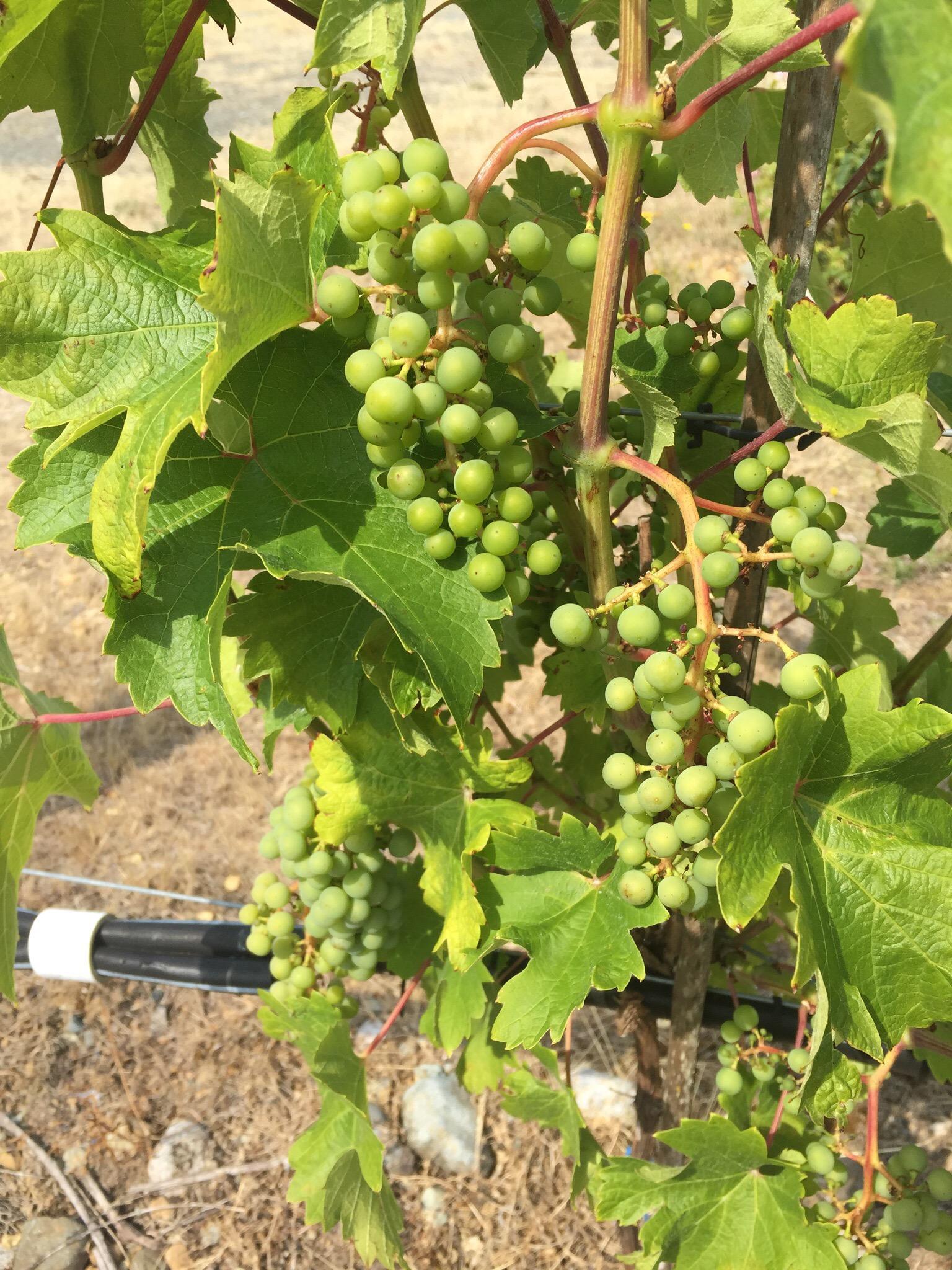 Cherry Point Estate Wines