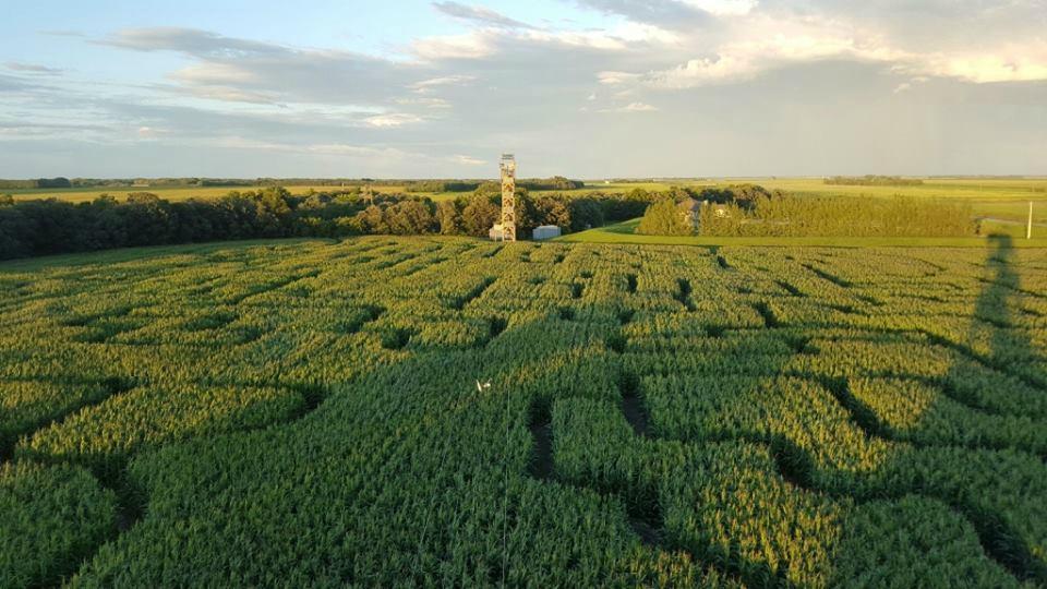 A Maze in Corn