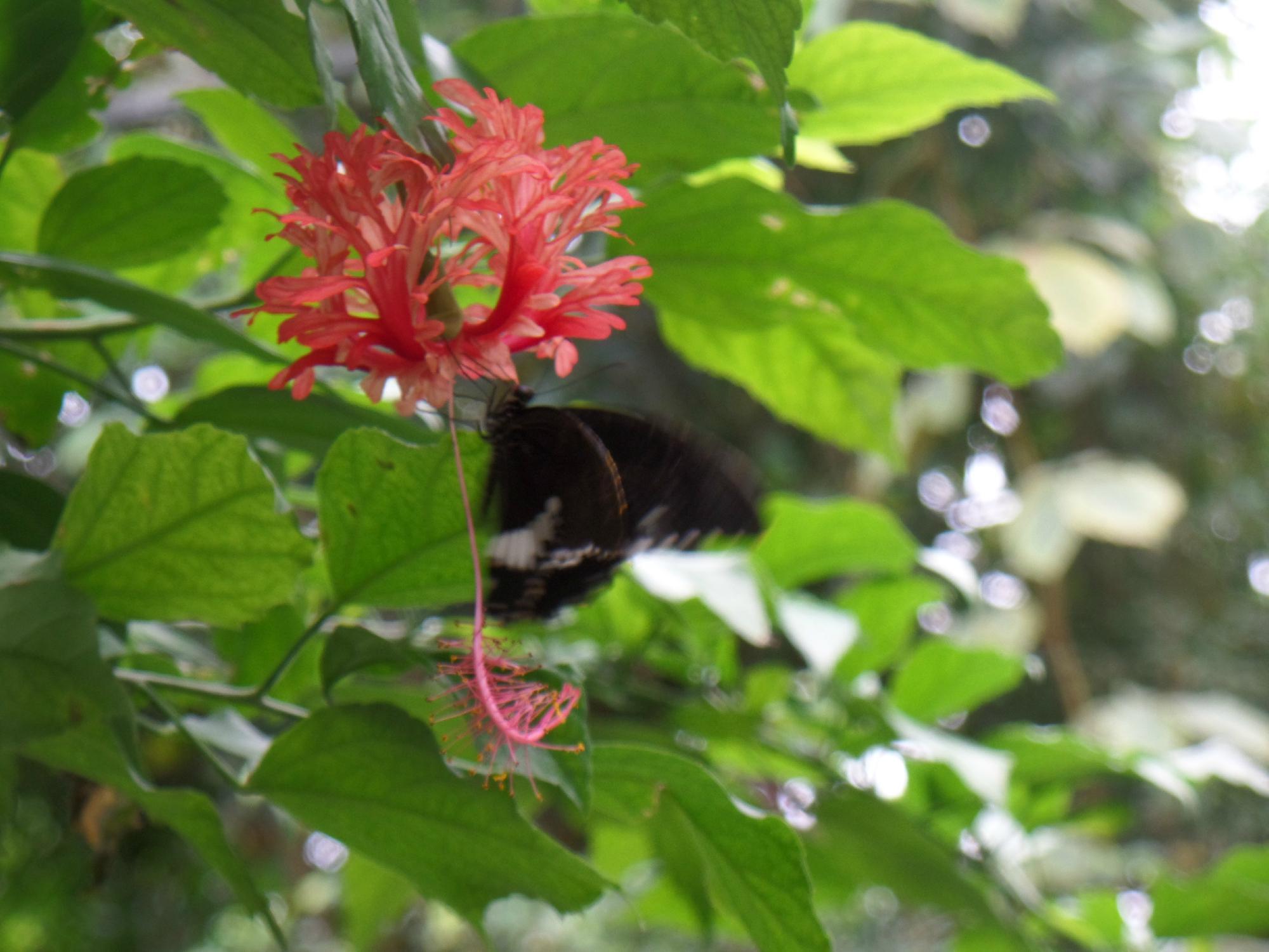 Vlinders aan de Vliet
