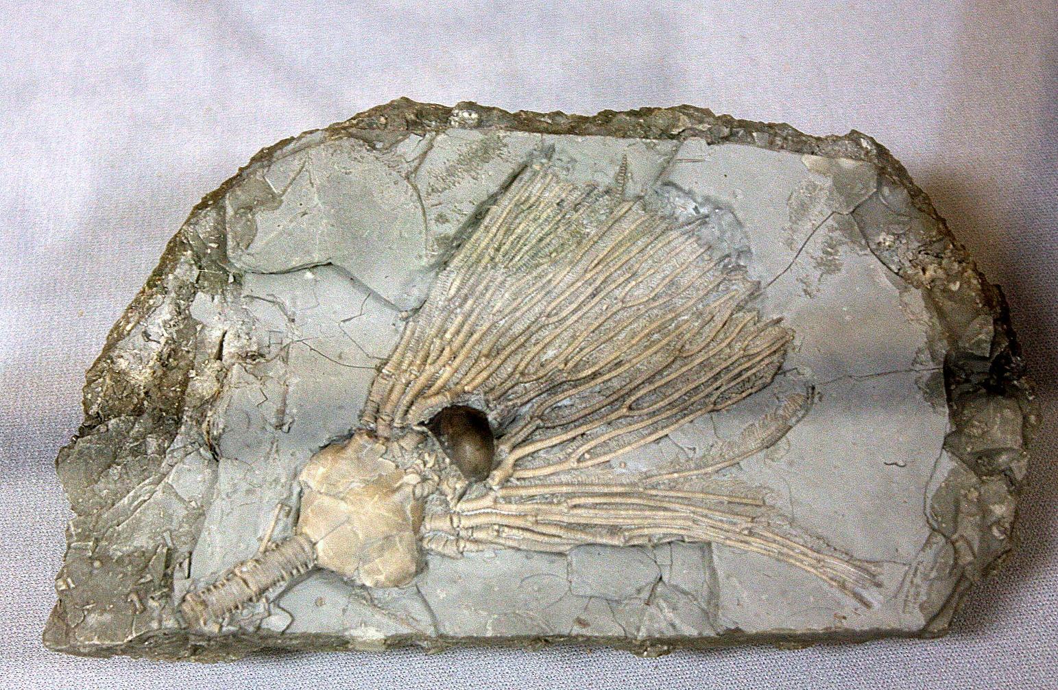 Photo by RockhoundParis