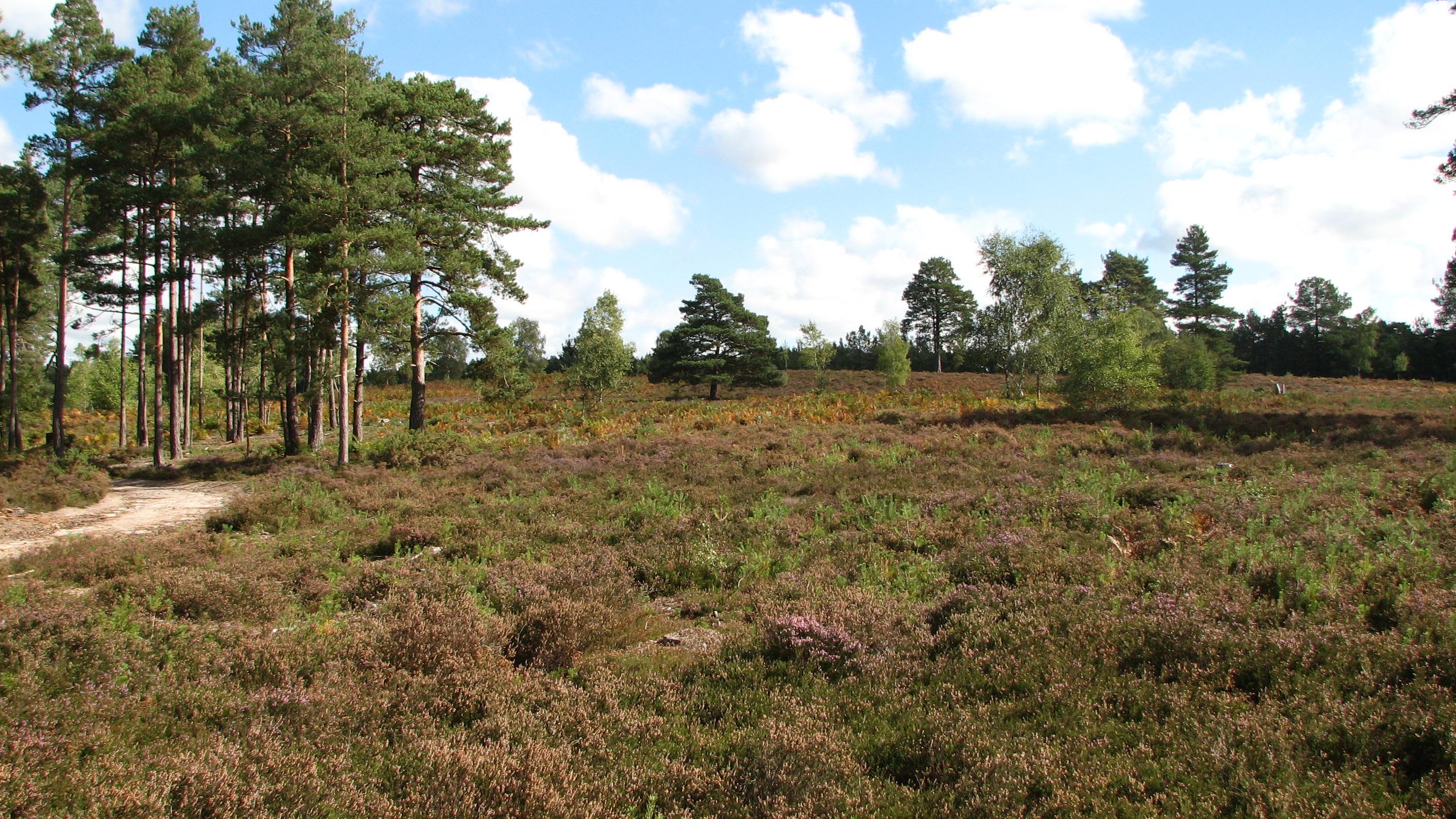 Avon Heath Country Park