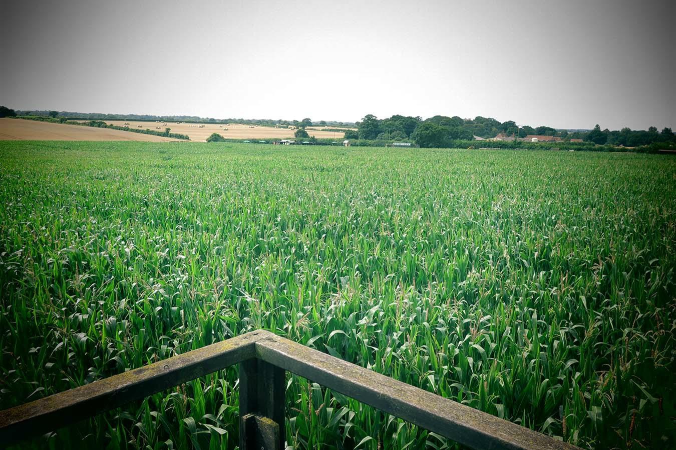 North Norfolk Wizard Maze and Play