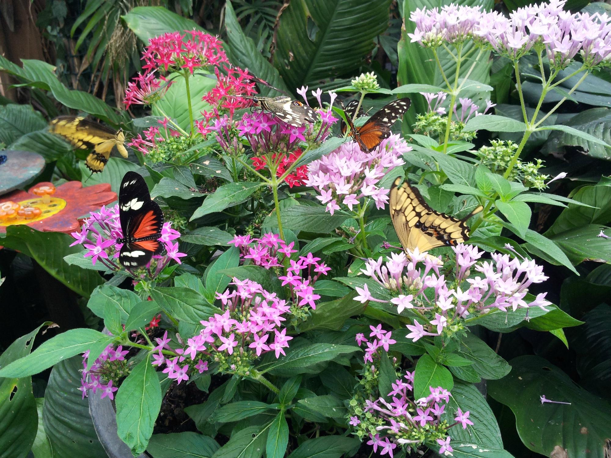Casa delle Farfalle e Bosco delle Fate