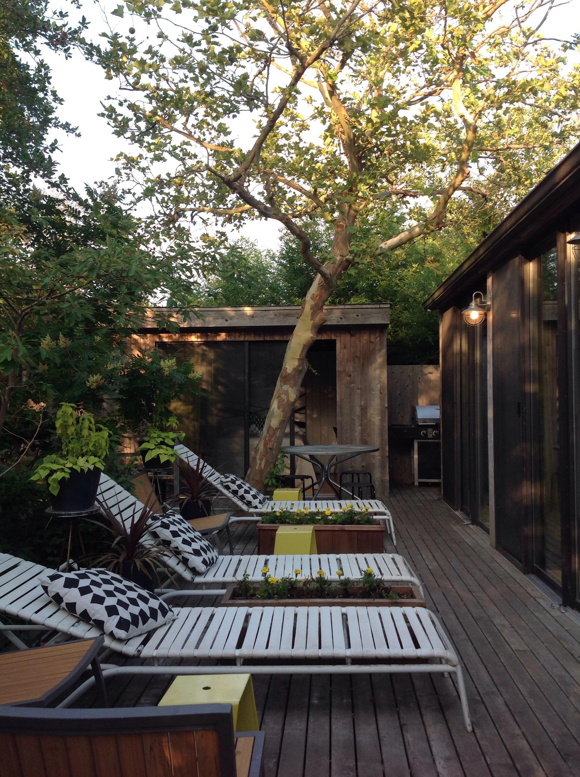 Modernist in the Pines