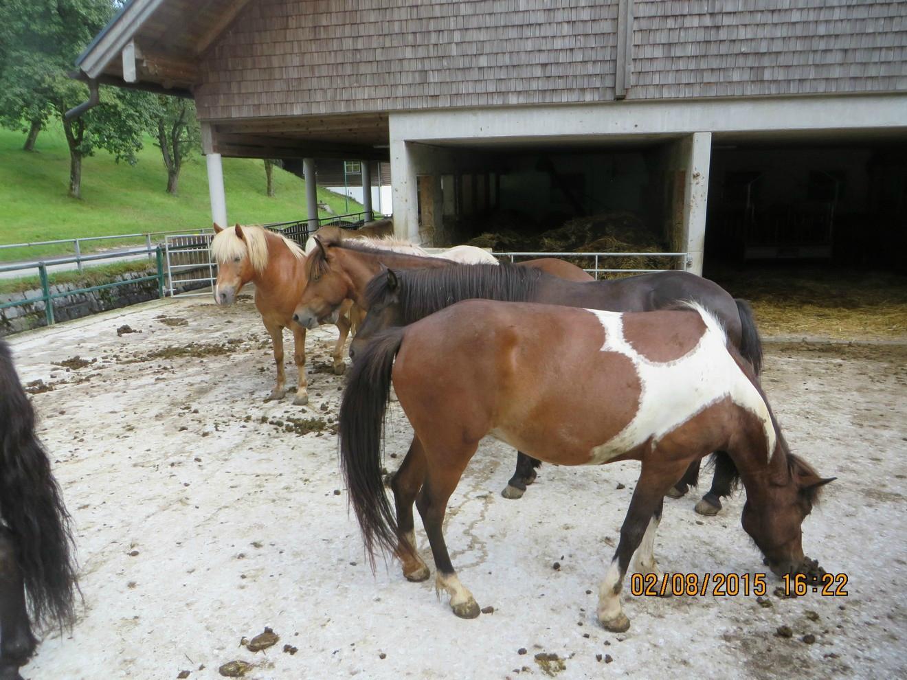 Reiterhof Suassbauer