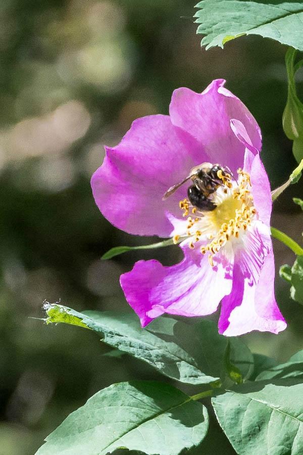 Roughlock Falls State Nature Area