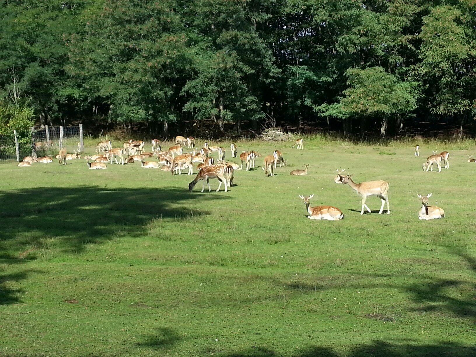 Wildpark Frankfurt