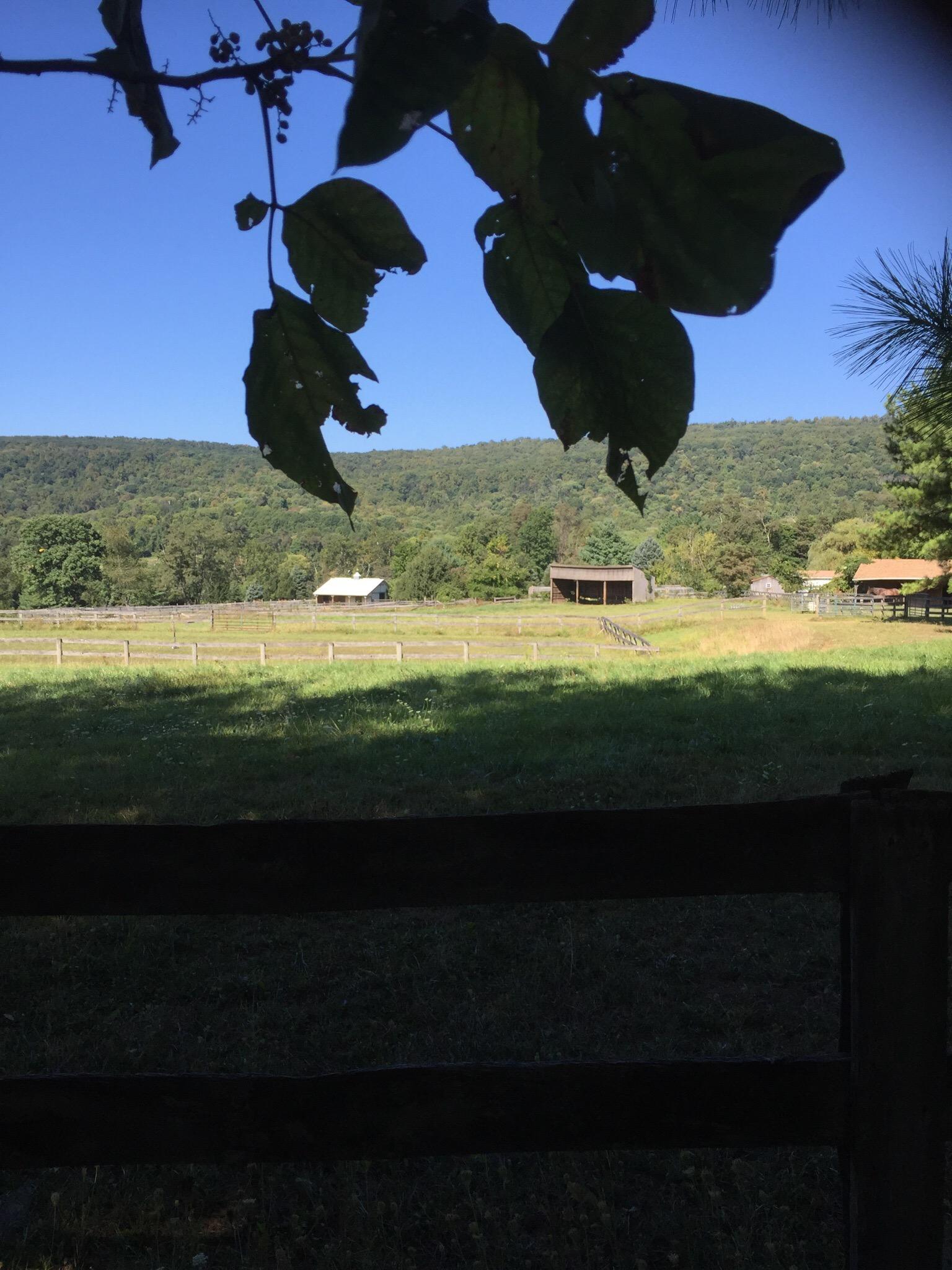 Mystic Mountain Llama Farm