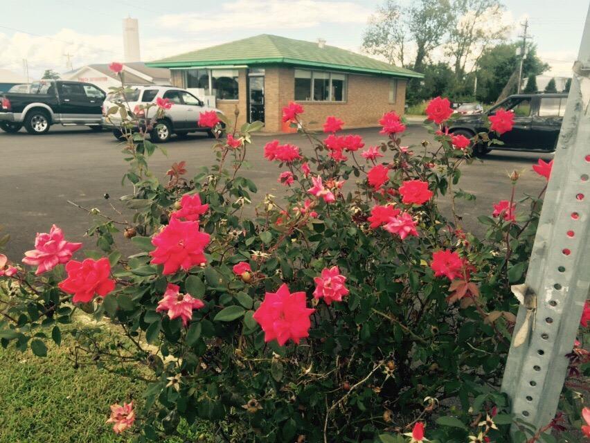 Ferrell's Snappy Service