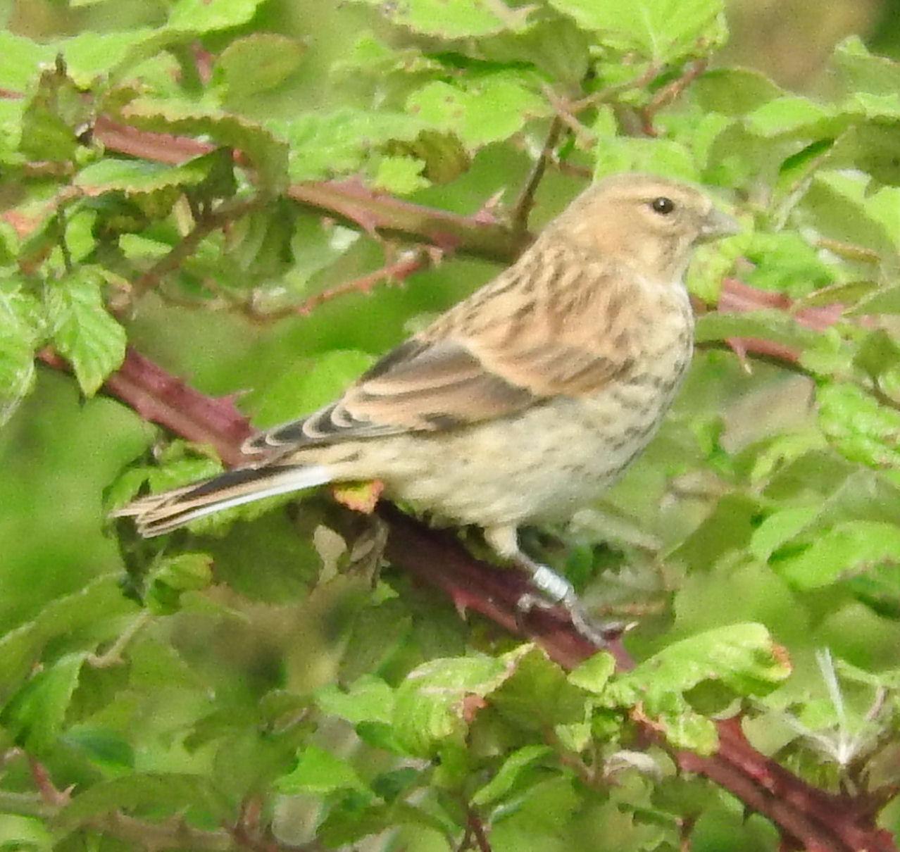 Landguard Bird Observatory
