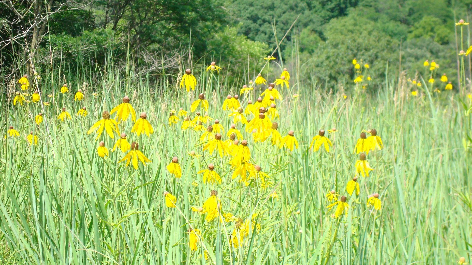 Whiterock Conservancy