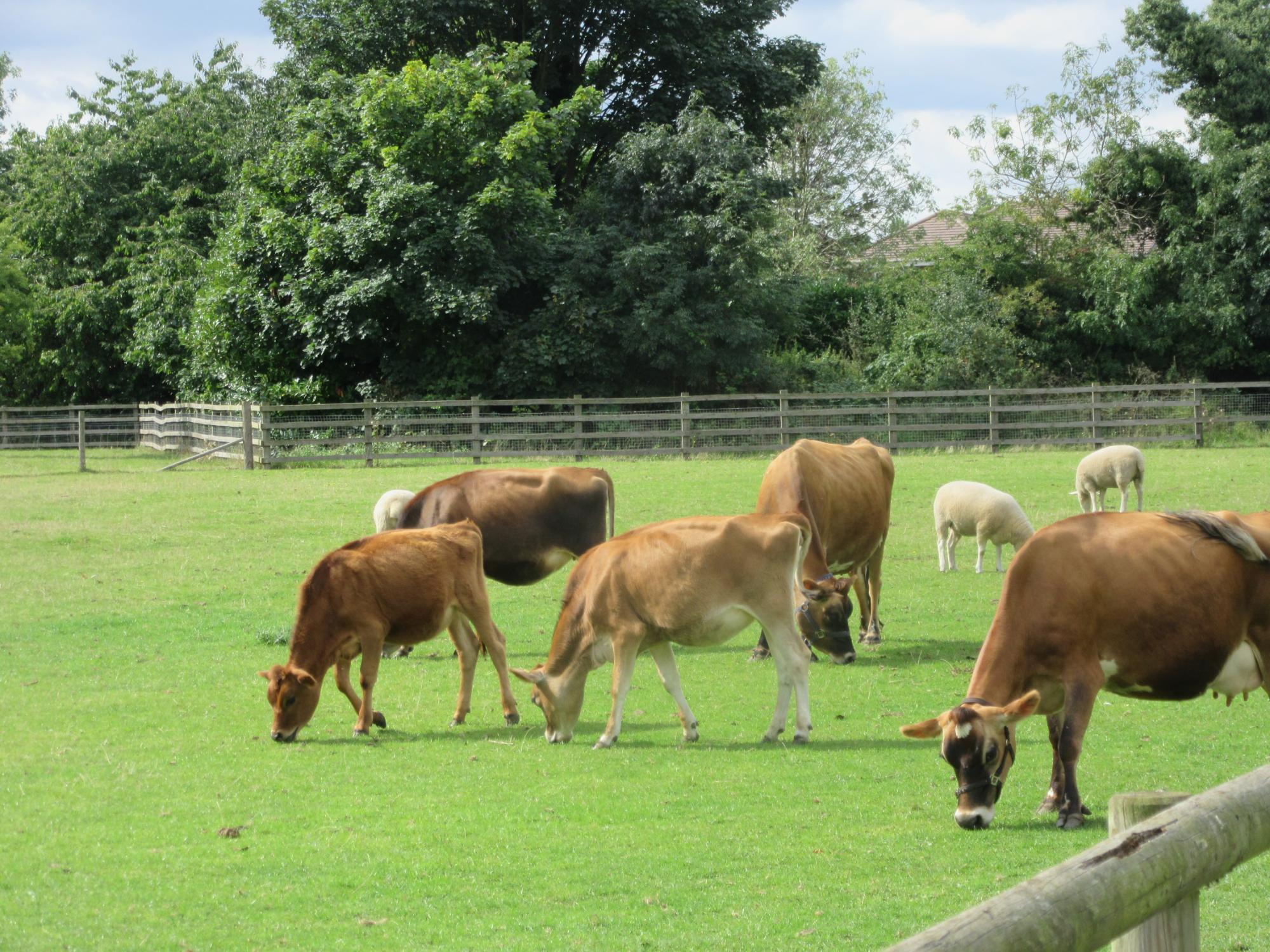 Sheldon Country Park