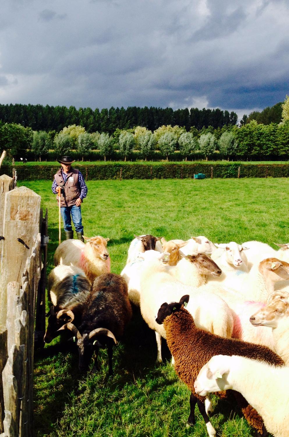 Schijndel Sheep Pens