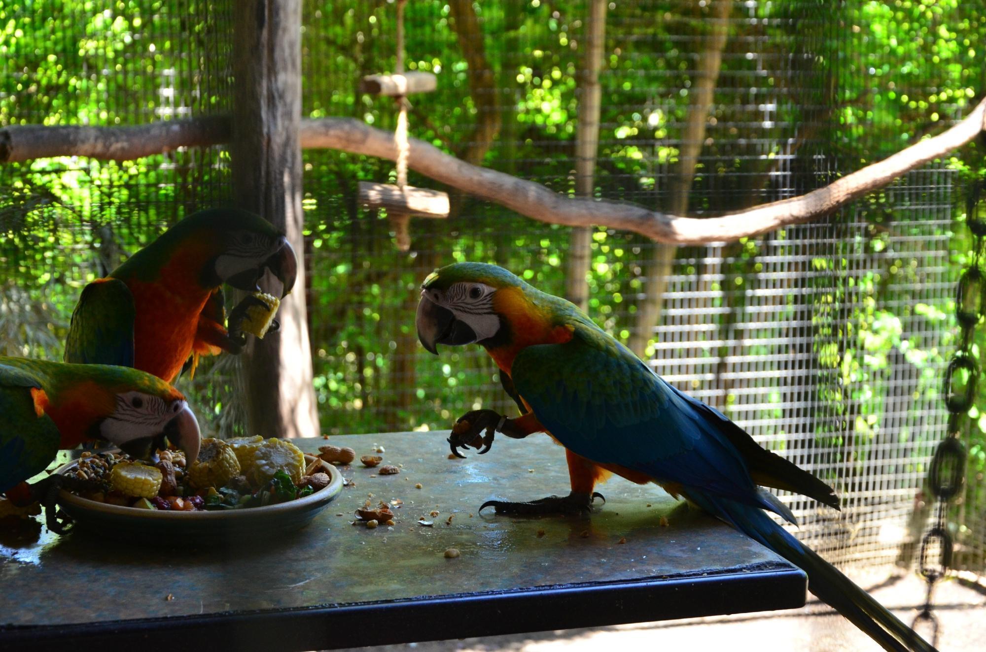 Flying High Bird Sanctuary
