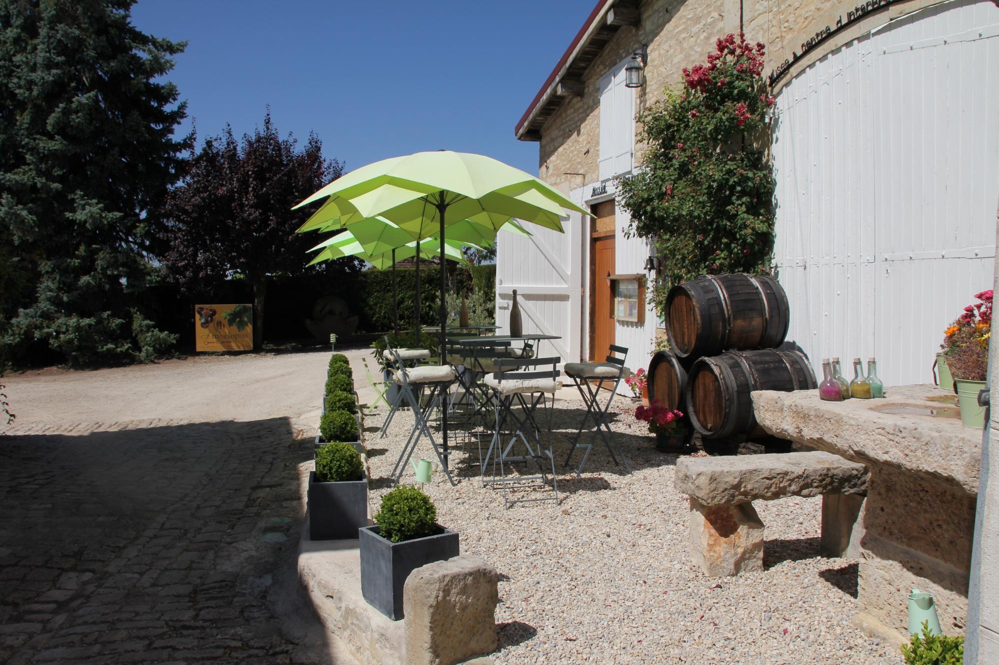 Oenocentre Ampelopsis