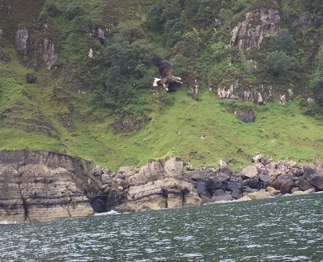 Brigadoon Sea Eagle and Wildlife Boat Trips