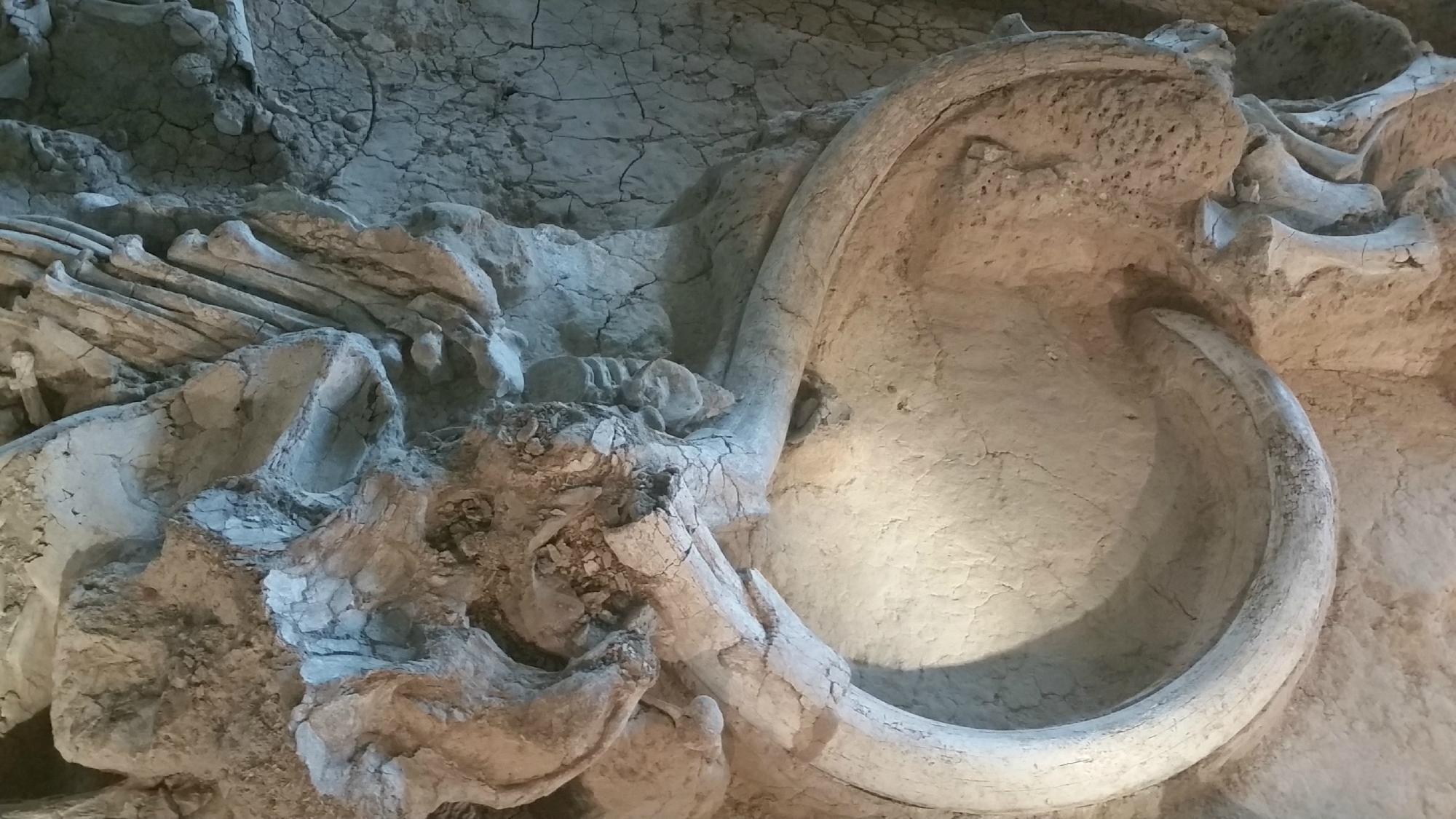 Waco Mammoth National Monument